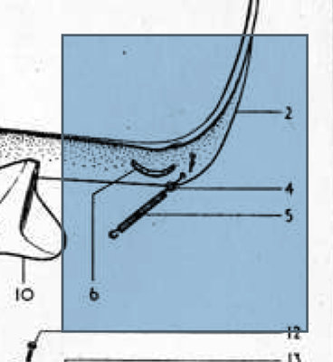 Bonnet Spring.jpg and 